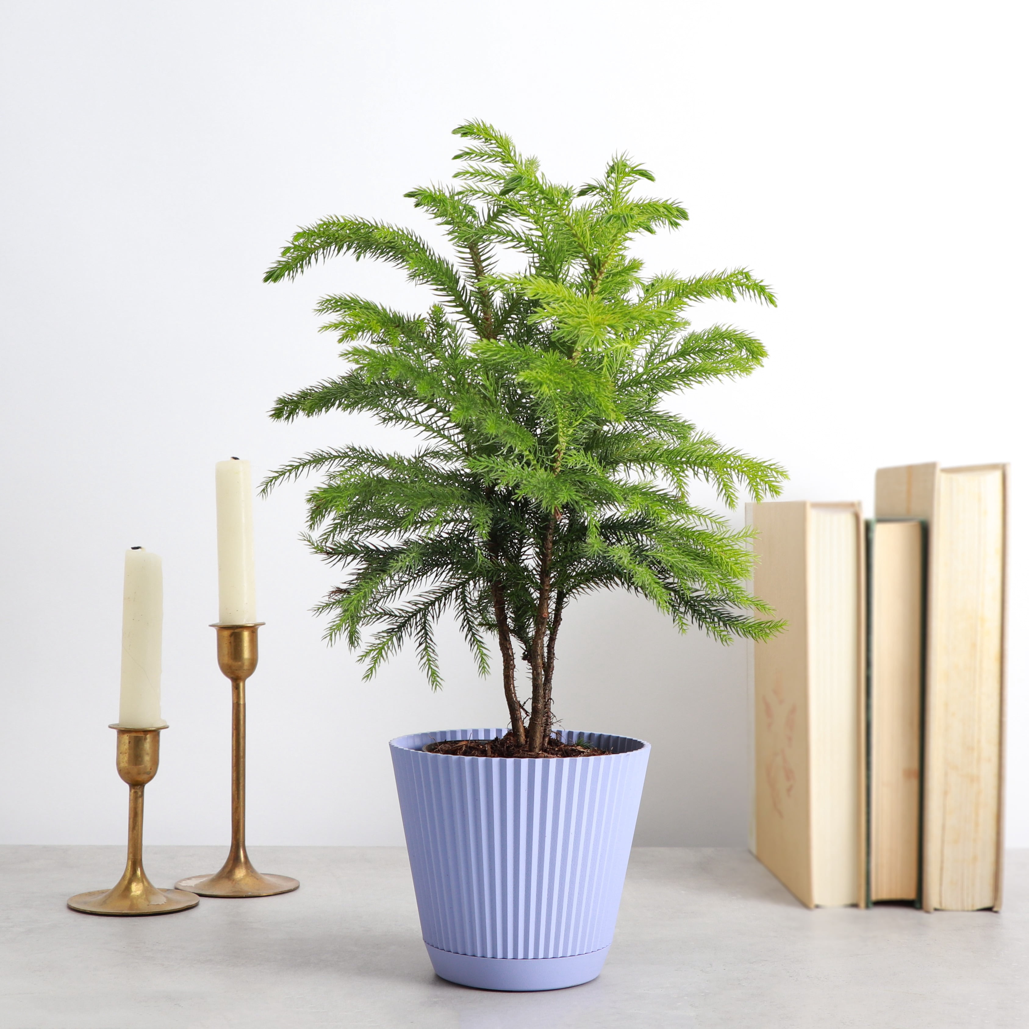 Live Norfolk Pine Plant - Air Purifying - 4" Decorative Pot Cover - Thorsen's Greenhouse