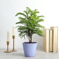 thumbnail image 5 of Live Norfolk Pine Plant - Air Purifying - 4" Decorative Pot Cover - Thorsen's Greenhouse, 5 of 5