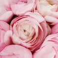 thumbnail image 3 of Light Pink Ranunculus - Fresh Cut - 300 Stems, 3 of 8