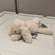 thumbnail image 3 of Juguete de Peluche Dulce Jellycat con Etiquetas - Nuevo Smacky Elefante, Oso, Conejo, Mono, Zorro - Muñeca Suave, Regalo de Día Festivo

---, 3 of 10