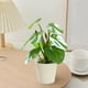 thumbnail image 4 of Artificial Potted Plants Realistic Simulation Green Plants Indoor Home Desk Bookshelf Decor Faux Greenery Decorative Houseplants for Living Room Office, 4 of 6