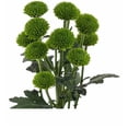 thumbnail image 1 of Margarita Crisantemo Flor Natural Crisantemo Boton Verde Ramo de 5 tallos 70cm de alto, 1 of 4