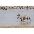 thumbnail image 2 of Kaveney, Wendy 18x13 Black Ornate Wood Framed with Double Matting Museum Art Print Titled - Namibia, Etosha NP Oryx wading in waterhole, 2 of 4