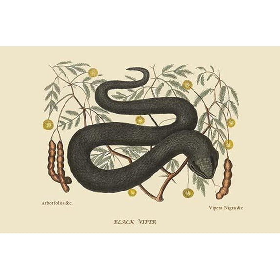 Black Viper-Fine Art Canvas Print (20" x 30")
