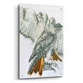 thumbnail image 2 of Epic Art 'Redtailed Hawk' by Barbara Keith, Acrylic Glass Wall Art, 24"x36", 2 of 8