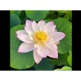 thumbnail image 2 of 5 Rare Seeds| Twinkle Toes Lotus -MINI LOTUS Seeds - Indian Lotus (Nelumbo nucifera) Seeds - Flower Seeds - B3G1 #Q049, 2 of 5