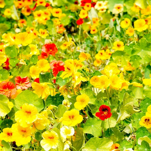 Nasturtium Seeds - Whirlybird Mix - 1 Oz - Non-GMO Edible Flower Garden & Microgreens Seeds - Whirly Bird - Tropaeolum nanum - Grow Micro Greens