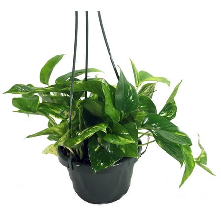 - Golden Devil's Ivy - Pothos - Epipremnum - 6