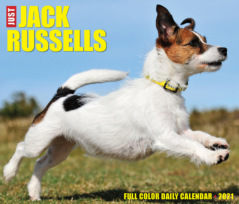 Just Jack Russells 2021 Box Calendar Dog Breed Calendar Other Walmart Com Just Jack Russells 2021 Box Calendar Dog Breed Calendar Other Walmart Com