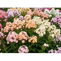 100 PHLOX OF SHEEP Pastel Mix Phlox Drummondii Multicolor Flower Seeds