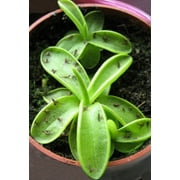 Carnivorous Butterwort Plant - Pinguicula primuliflora - 2" Pot
