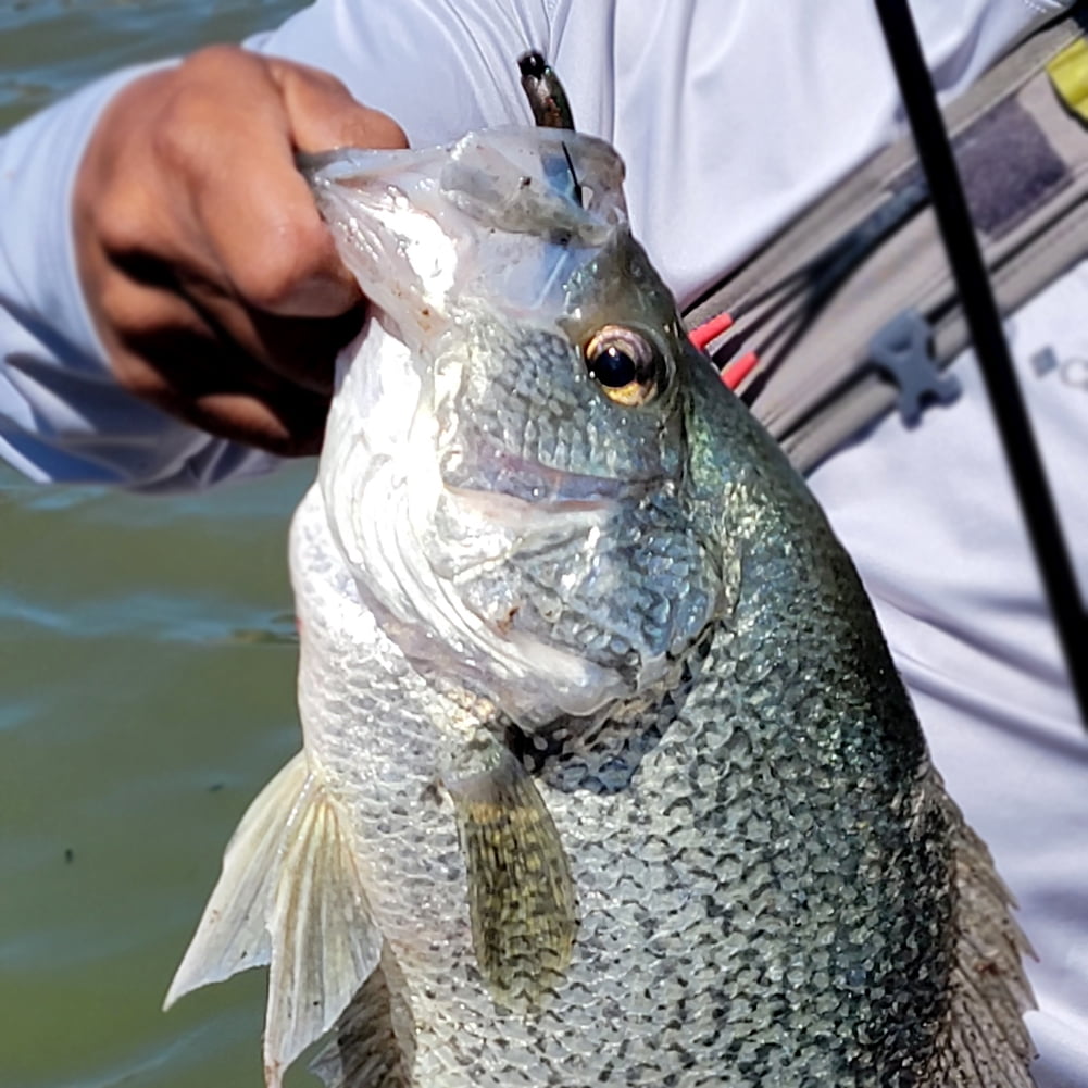 Micro Ned Rig Jig Heads ,25pc/Case Finesse Shroom Head Jig Hooks for Bass, Crappie, Perch, and Trout Availble in 1/32oz, 1/24oz, 1/16oz