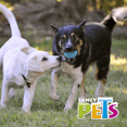 thumbnail image 4 of PELOTA PAWPY FETCH Fancy Pets FL9432, 4 of 4