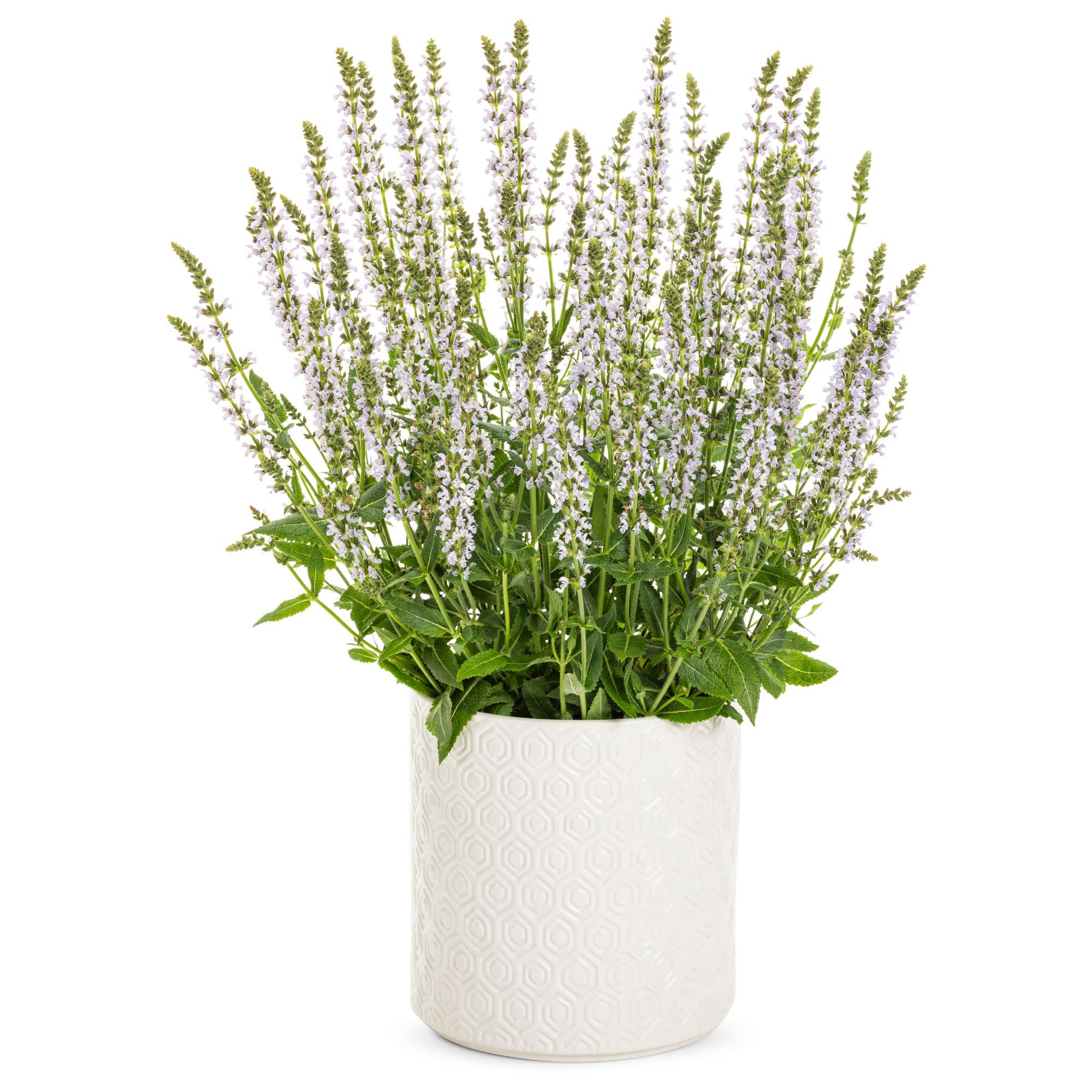 Proven Winners 6" Blue Profusion 'Perfect Profusion' Perennial Salvia Live Plant in 6.5" Pot