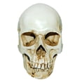 thumbnail image 2 of AMLESO Real Ratio 1:1 Scale Human Skull Model Head Skeleton f/ Education Teaching Tool White 1, 2 of 3