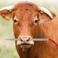 thumbnail image 1 of 304 Stainless Steel Cow Nose Piercing Needle, Exquisite Workmanship, Sturdy Material, Convenient Usage for Farm Home, 1 of 7