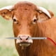 thumbnail image 1 of Aguja Perforadora De Nariz De Ganado, Aguja Perforadora De Nariz De Vaca De Acero Inoxidable Incisiva Exquisita Con Agujero Para Rancho De Ganado, 1 of 7