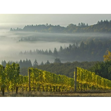 - Fog Pools in Willamette Valley, Dundee, Oregon, USA Print Wall Art By Janis Miglavs