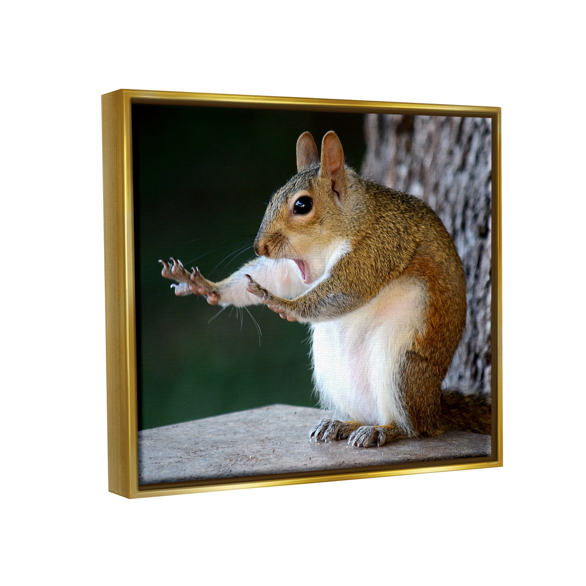 Stupell Industries Funny Shocked Pose Squirrel Animals & Insects Photography Gold Floater Framed Canvas Art Print Wall Art, 31 x 25