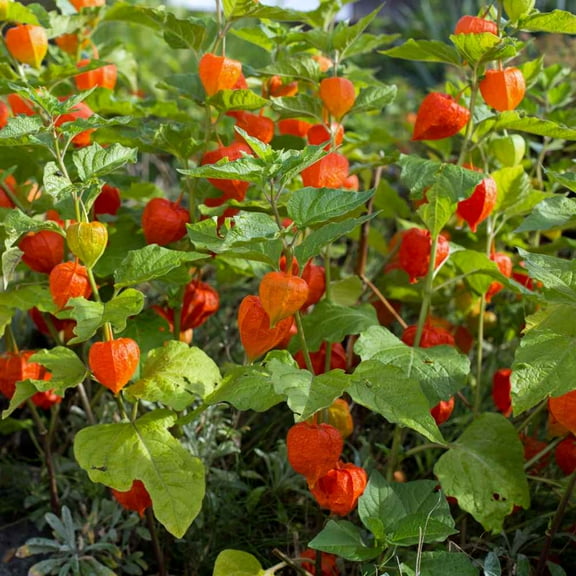 Outsidepride 2000 Chinese Lantern Plant Seeds