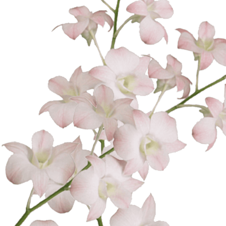 Flower゜・*:.。❁ 20 Peach Dendrobium Orchid Flowers- Beautiful Fresh Cut