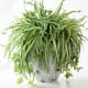thumbnail image 3 of 1 ramo de simulación de gran tamaño Chlorophytum Comosumn planta pared decorar planta Artificial 60CM, 3 of 4