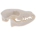 thumbnail image 1 of Advancent Réplica realista de calavera de resina, modelo de hueso de zorro salvaje, esculturas decorativas de animales, estilo gótico para el hogar, Decoración Advancent HA011087-00B, 1 of 6