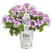Proven Winners 1.56PT Verbena Sprbna Amethyst