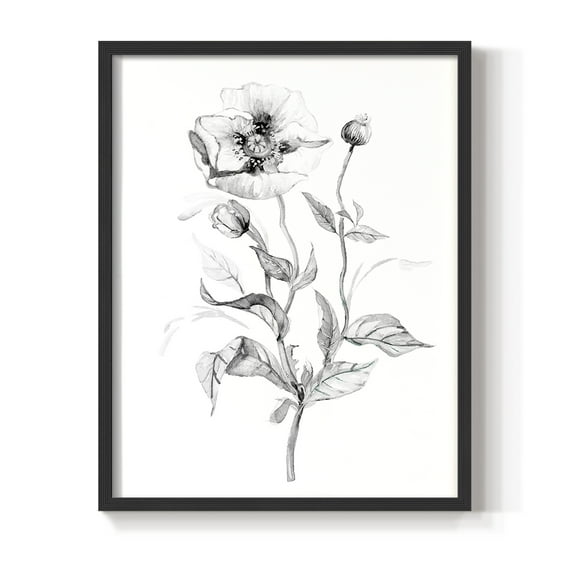 Wild Poppy Sketch Framed Print in Black Solid Wood 8 x 10 Framed Print