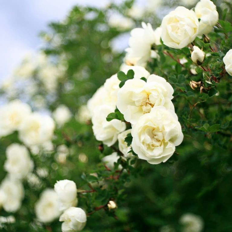 3 Gal. White Drift Rose - Pure White Flowers - Walmart.com