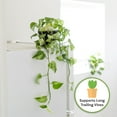thumbnail image 4 of Organic Pothos Soil Potting Mix in 4qt Bag for All Potted Pothos Grow Healthy houseplants, 4 of 5
