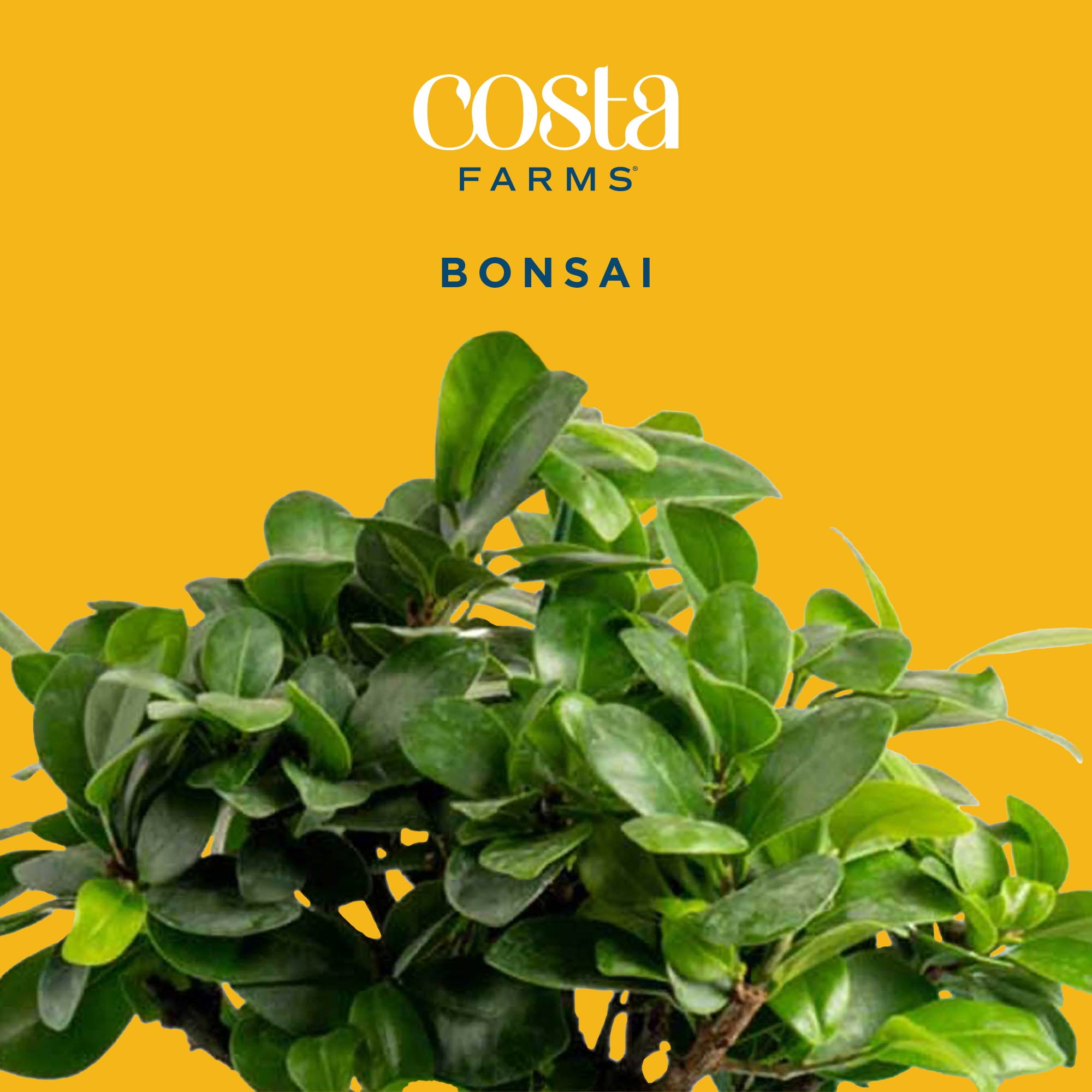 Costa Farms Live Indoor 1yr. Old Bonsai, Self-Watering Pot