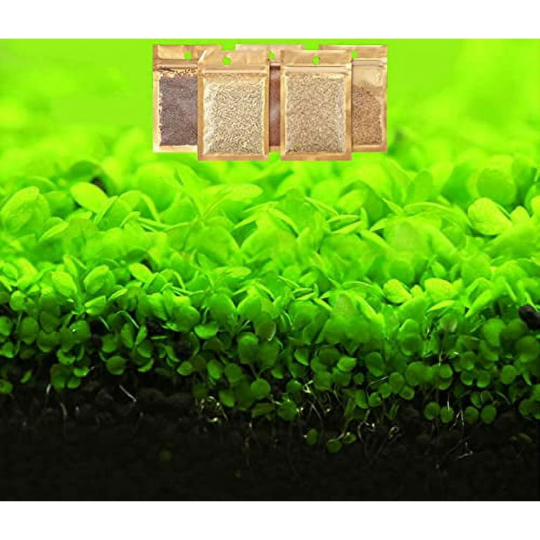 NEW LIVE AQUARIUM PLANT Seeds Fish Tank Water Grass Ground Covering Plants