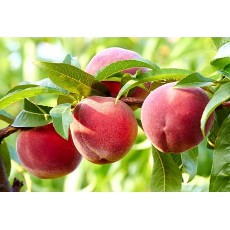 Carored Peach 5 Gallon
