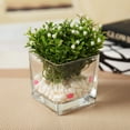 thumbnail image 3 of HOMEMAXS Modern Style Glass Flower Vase for Home Use Transparent Fresh Flowers and Succulents 7.5, 3 of 7