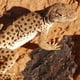 thumbnail image 5 of 4 PCS Reptile Climb Platform Reptile Hiding Hut Caja de reproducción de mascotas Decoración de paisajes, 5 of 6