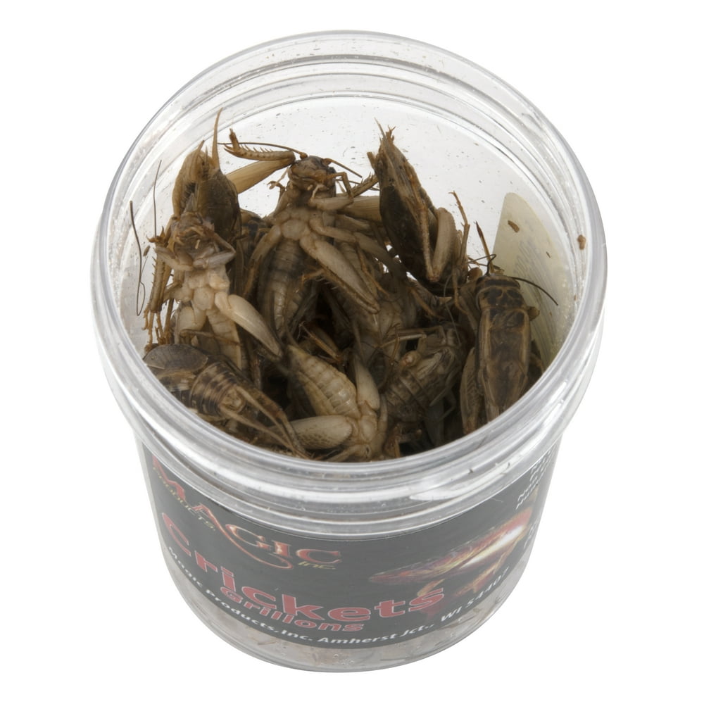 Magic Preserved Crickets, Jar, Natural