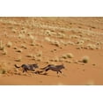 thumbnail image 2 of Kaveney, Wendy 14x11 Gold Ornate Wood Framed with Double Matting Museum Art Print Titled - Oryx pair running, Dead Vlei, Sossusvlei, Namibia, 2 of 4