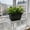 Black, variant on Rectangle Plastic Planter Box, 9.84 Inch Retro Style Window Box for Herbs & Flowers, Indoor Outdoor Pot with Ribbed Design
