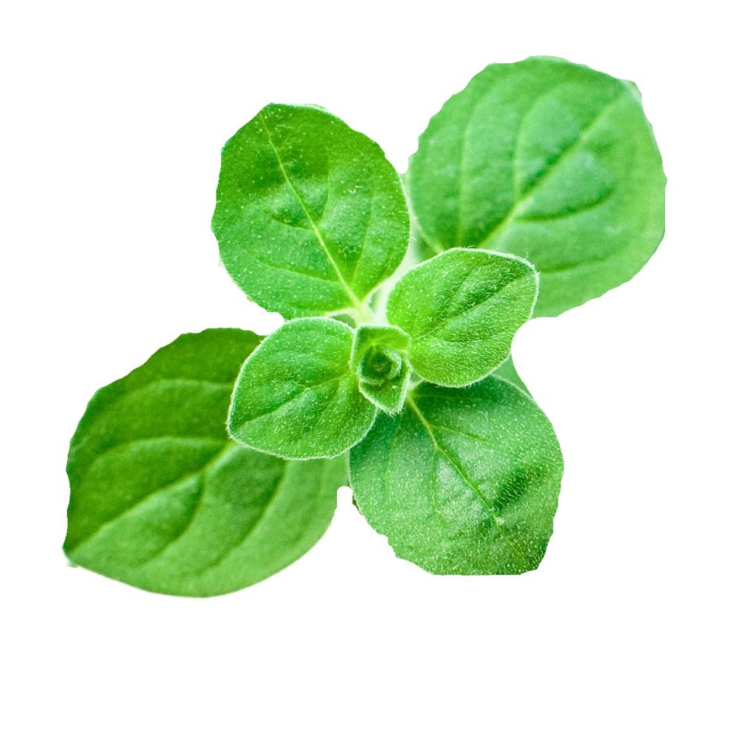 Proven Winners 4" Greek Oregano Oregano Live Herb Plant in 4.25" Pot (4 Count)