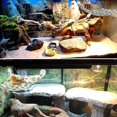 thumbnail image 3 of czcpp-2 PCS Lizard Hammock Reptile Bed Bearded Dragon Tank Accessories for Lizards, Gecko, Lguana Bearded\u2026, 3 of 4