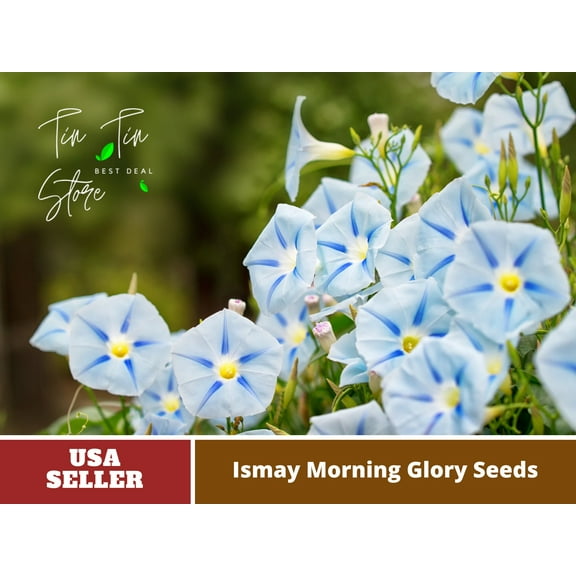 30  Rare Seeds-Ismay Morning Glory Seeds #F010- Authentic Seeds-Flowers-Seeds-Rose seeds-Herb seeds-Vegetable Seeds-Mix Seeds for Plant-B3G1