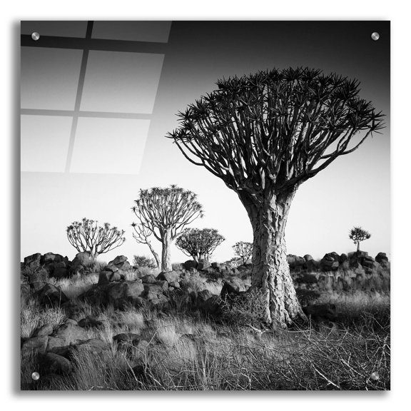 Epic Art 'Namibia Quiver Trees' by Nina Papiorek, Acrylic Glass Wall Art, 24"x24"