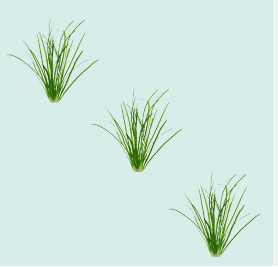 Chain Sword Narrow Leaf – Live Aquarium Plant for Freshwater Tanks