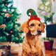 thumbnail image 4 of Christmas Dog Hat, 3 Pack Elf Headband Pet Costume for Dog Puppy Cat, 4 of 4