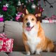 thumbnail image 5 of Paquete de 4 diademas navideñas para perros, con forma de árbol de Navidad, cuerno de ciervo, copo de nieve, accesorios para disfraces navideños para mascotas, suministros de decoración para fiestas, 5 of 5