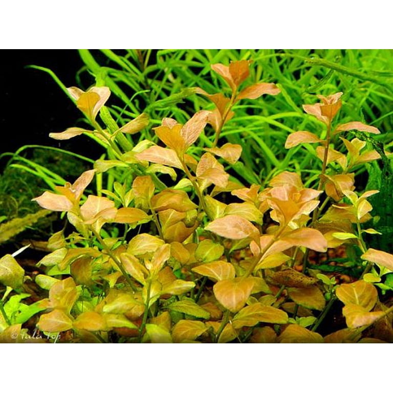 Ludwigia Ovalis