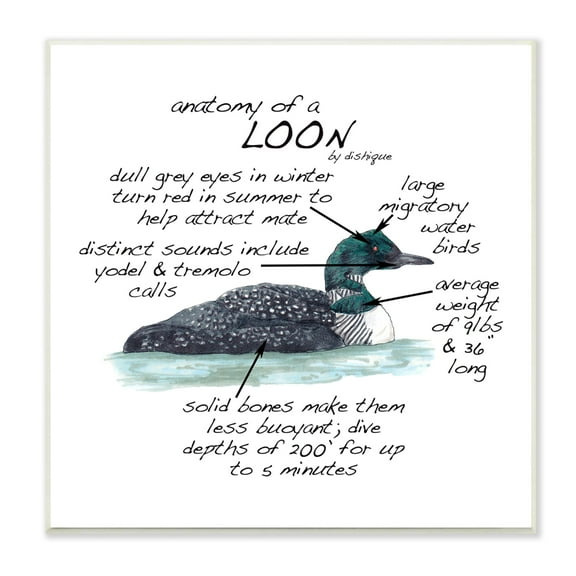 Stupell Industries Loon Water Bird Anatomy Chart Educational Wildlife Facts Graphic Art Unframed Art Print Wall Art, Design by Dishique