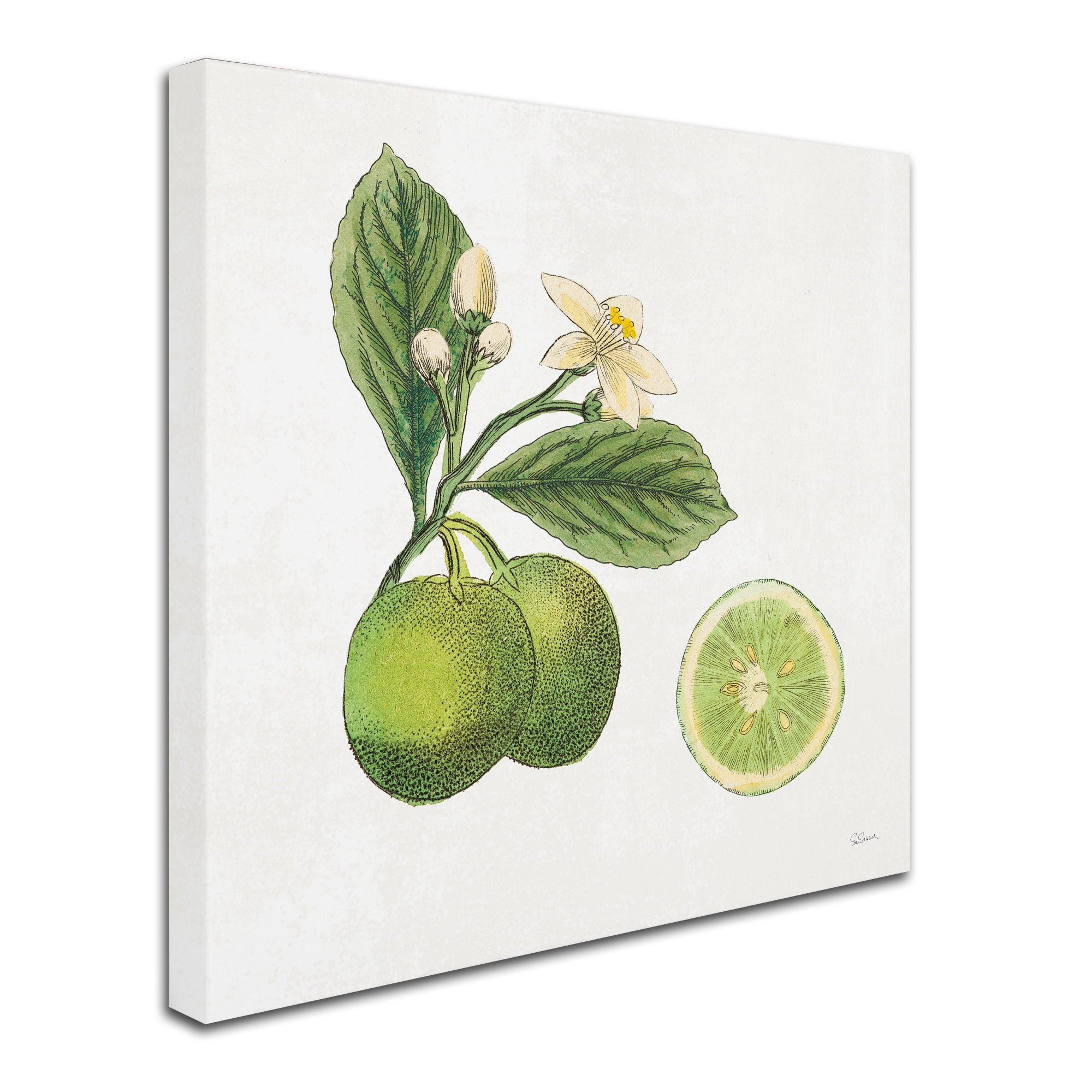 Trademark Fine Art 'Classic Citrus III' Canvas Art by Sue Schlabach