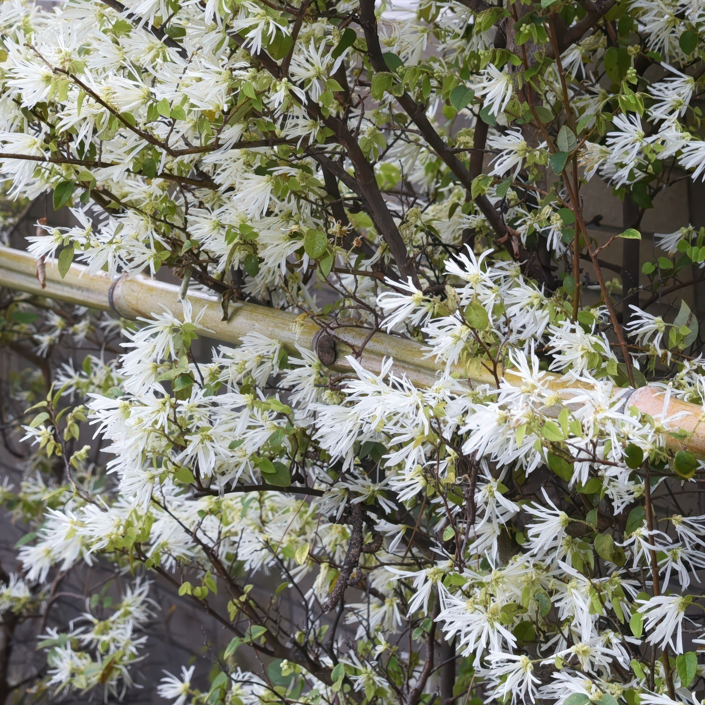 National Plant Network 1 gal. White Fringe Tree
